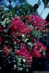 Bougainvillea sp